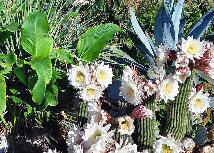 Trullo Bosco Libero 度假居 *